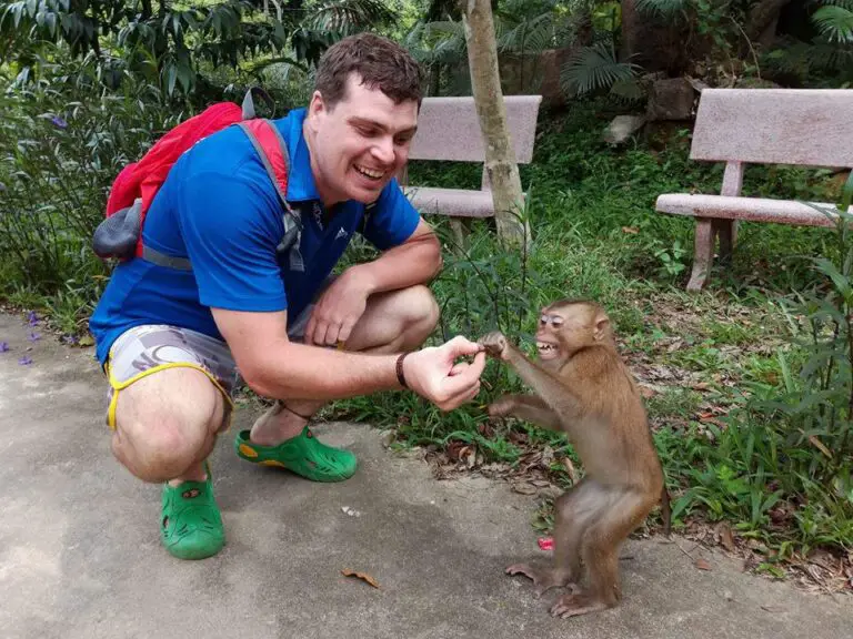 Monkey Madness in Thailand: From Coconut Milk to Temple Adventures